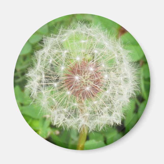 Magnet - Boule de graines de Dandelion (Devant)