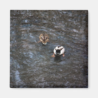 MAGNET BOUTTES DE DUCK