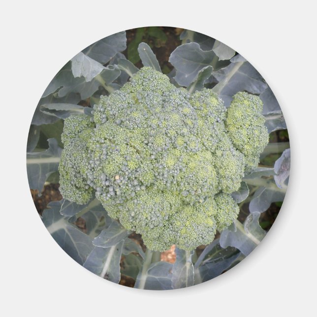 Magnet Broccoli (Devant)