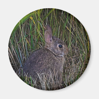 Magnet Bunny