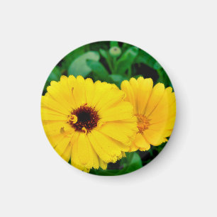 Magnet Calendula Officinalis