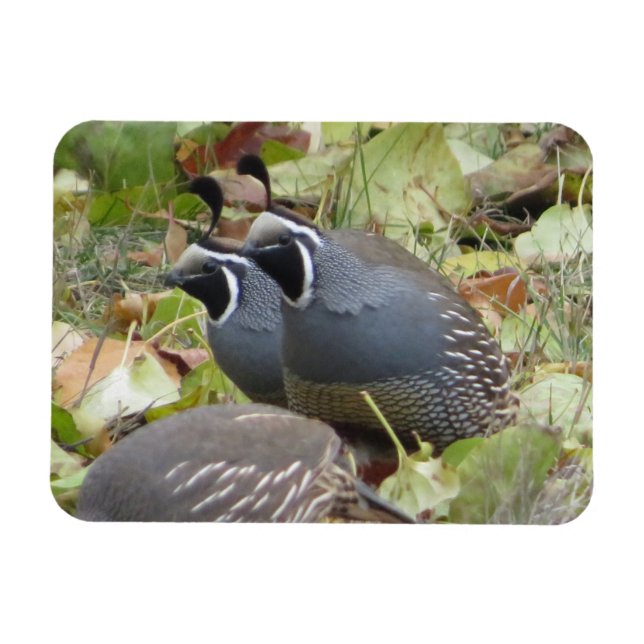 Magnet California Quail Twins (Horizontal)