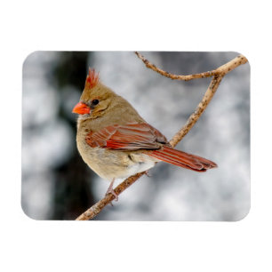 Magnet cardinal du Nord féminin