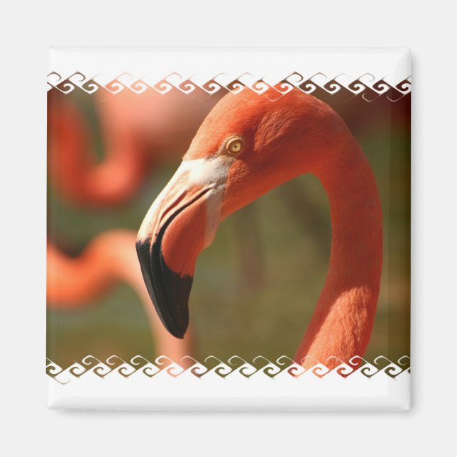 Magnet Carré de Flamant rose américain (Devant)