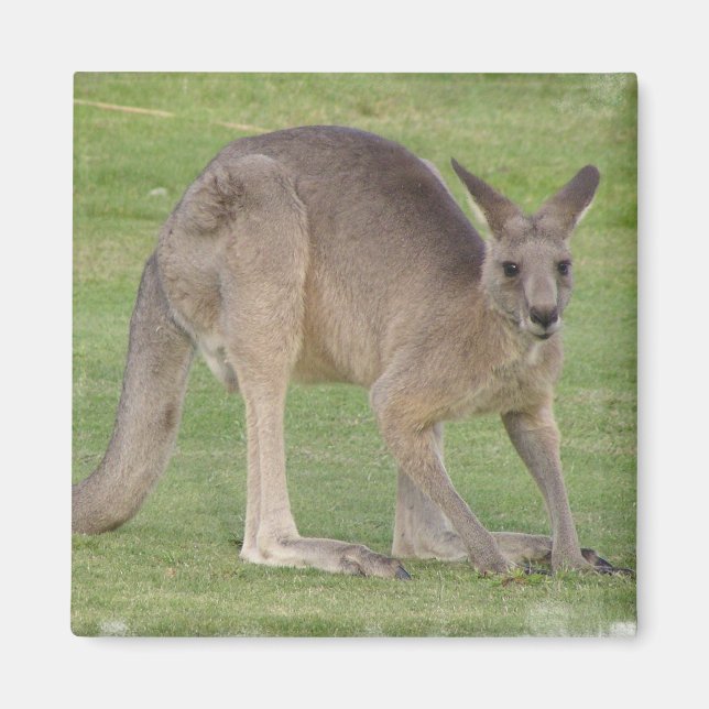 Magnet Carré de Kangaroo (Devant)