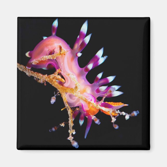 Magnet Carré Nudibranche (Devant)