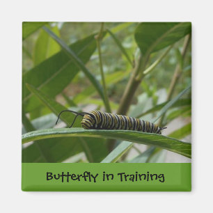 Magnet Carré 'Papillon en formation'
