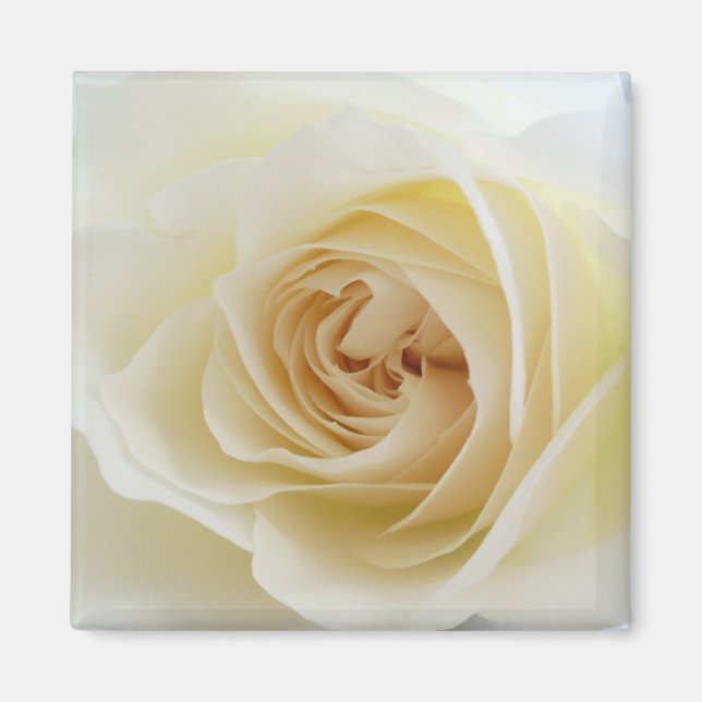 Magnet Carré Rose blanche 001 (Devant)