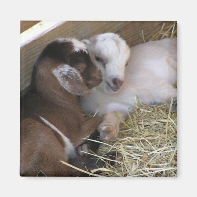 Magnet ~ Chèvre de bébé :: Amour (Devant)
