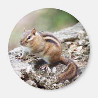 Magnet Chipmunk