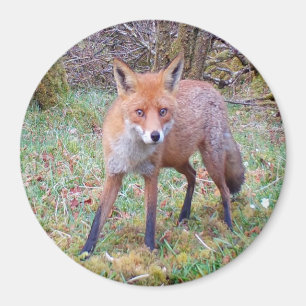 Magnet circulaire de renard rouge mignon