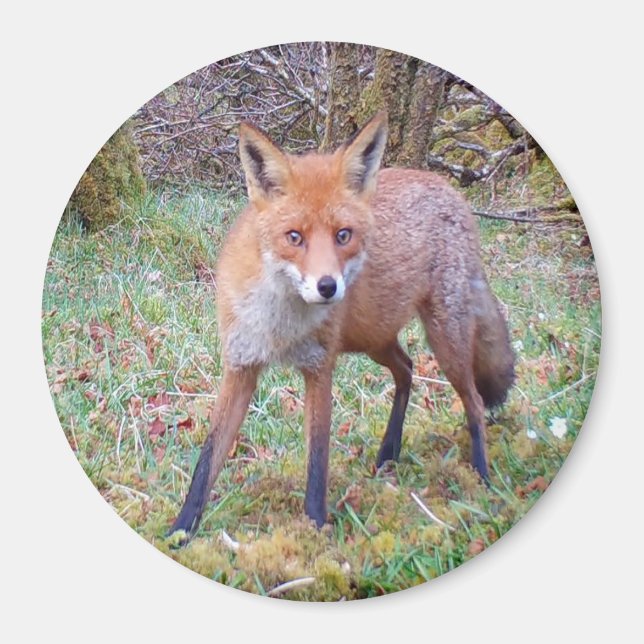Magnet circulaire de renard rouge mignon (Devant)