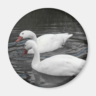 Magnet - Coscorba Swan Pair
