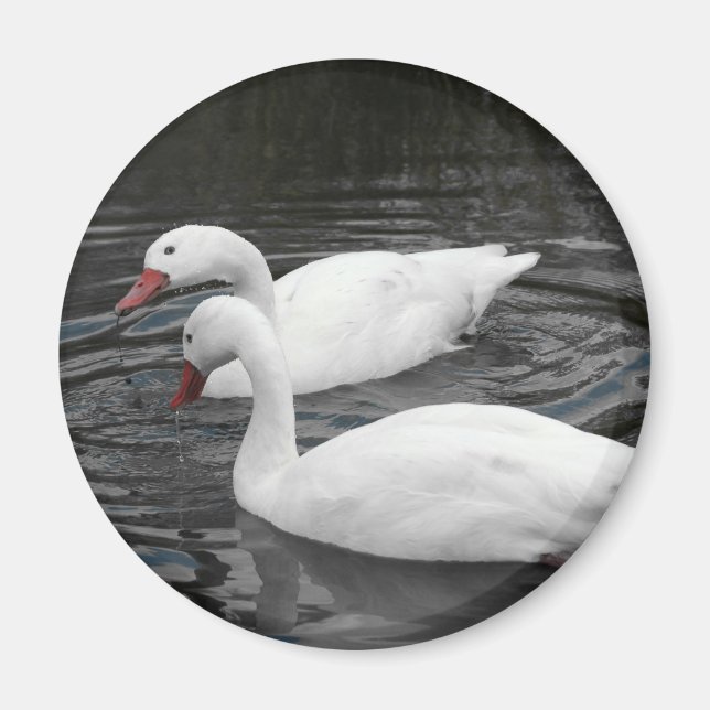 Magnet - Coscorba Swan Pair (Front)