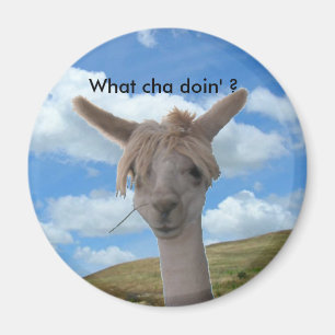 Magnet - Curieux Alpaca