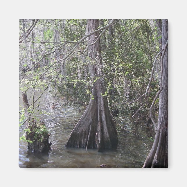 Magnet Cypress Trees (Devant)