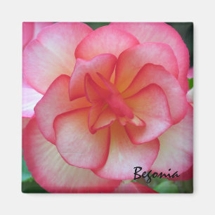 Magnet de Begonia rose et blanc