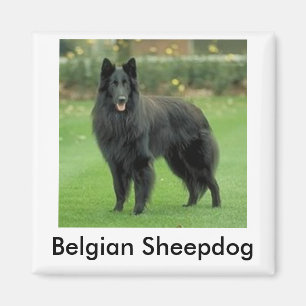 Magnet de berger belge