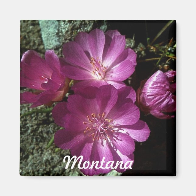 Magnet de Bitterroot à fleurs du Montana (Devant)