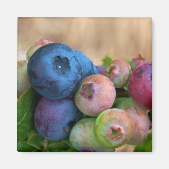 Magnet de bleuets (Devant)