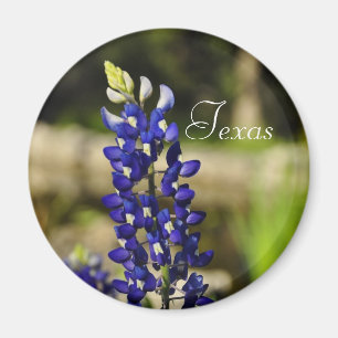 Magnet de bleuets texans