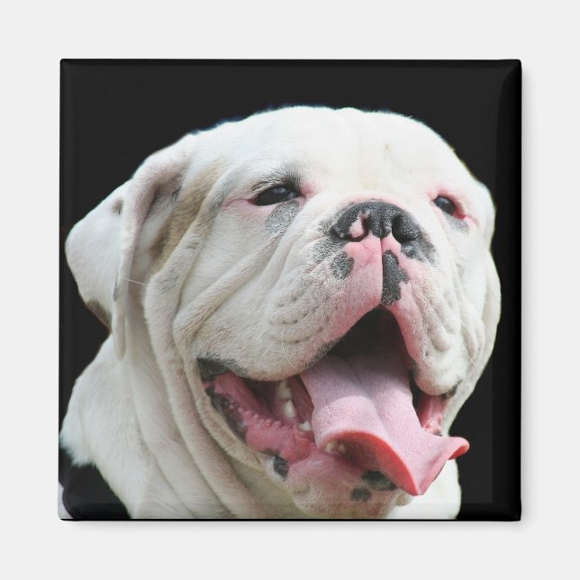 Magnet de Bulldog blanc (Devant)