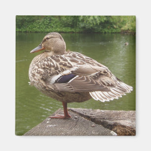 Magnet de canard