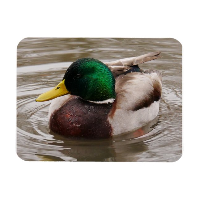 Magnet de canard mâle (Horizontal)