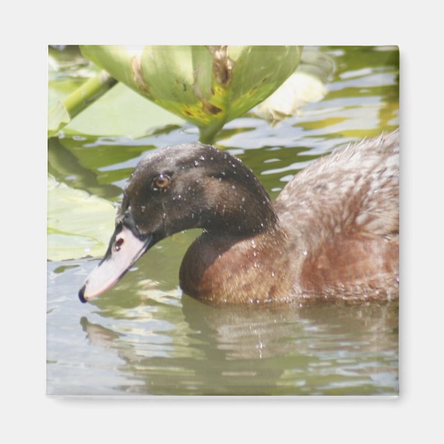 Magnet de Carré photo Brown Canard (Devant)