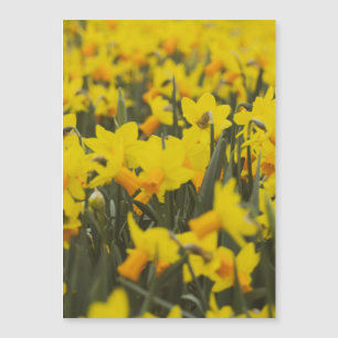 Magnet de carte postale de champ de jonquille