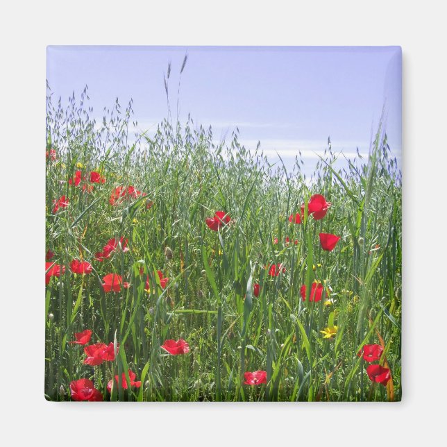 Magnet de champ de pavot (Devant)