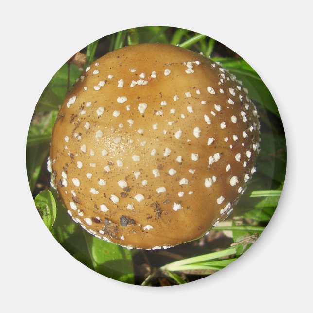 Magnet de champignons Casquettes panthère (Devant)
