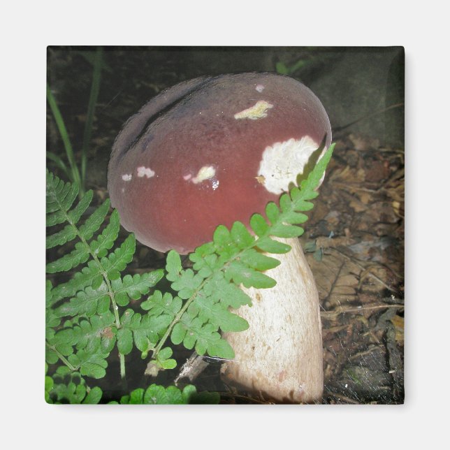 Magnet de champignons de velours (Devant)