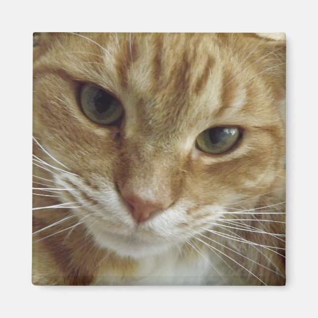 Magnet de chat Tabby orange (Devant)
