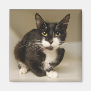 Magnet de chat Tuxedo