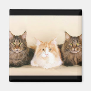 Magnet de chats de Maine