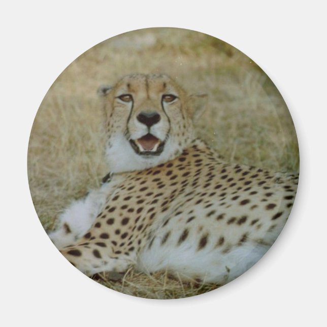 Magnet de Cheetah (Devant)
