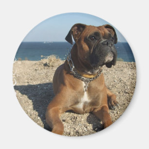 Magnet de chien de boîte mignonne