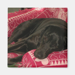 Magnet de chien endormi