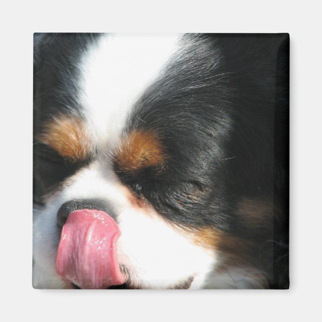 Magnet de Chien Spanial Cute Cavalier (Devant)