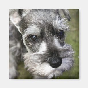 Magnet de chiot Schnauzer miniature adorable