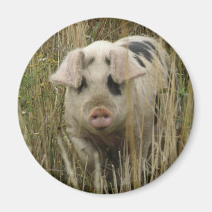 Magnet de cochon mignon