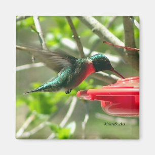 Magnet de colibris