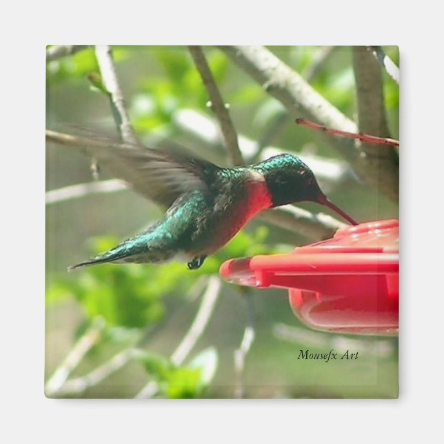Magnet de colibris (Devant)