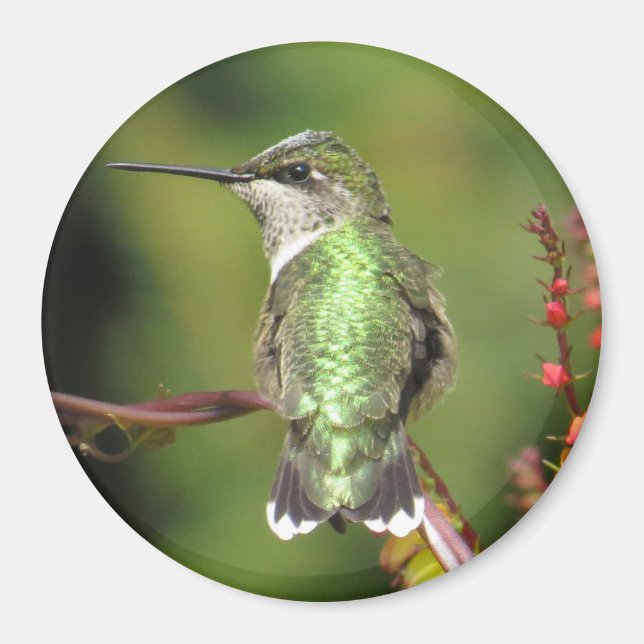 Magnet de colibris (Devant)