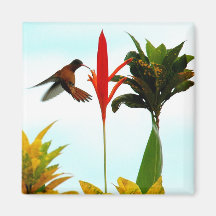 Magnet de colibris