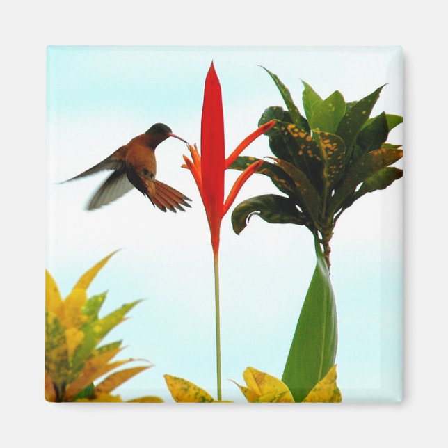 Magnet de colibris (Devant)