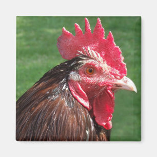Magnet de coq