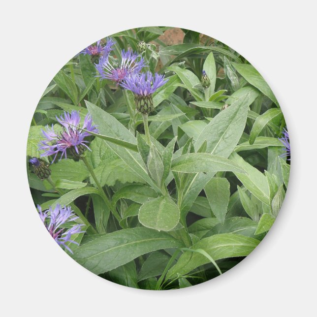 Magnet de Cornflowers (Devant)