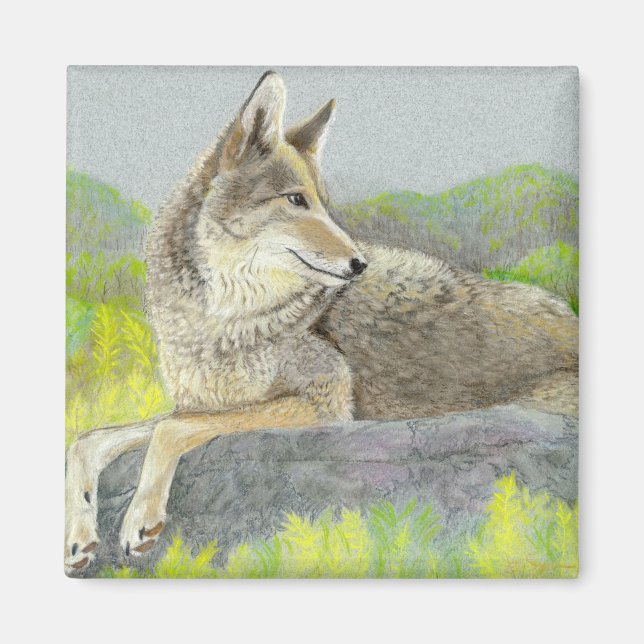 Magnet de coyote (Devant)
